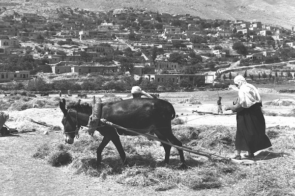 قرويون دروز يدرسون بذور الذرة في مجدل شمس، مرتفعات الجولان، 1967 (موشيه ميلنر/ المكتب الإعلامي للحكومة الإسرائيلية) 